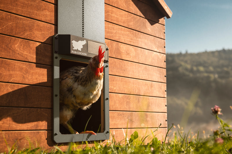 RUN-CHICKEN Eternal BT – Brown
