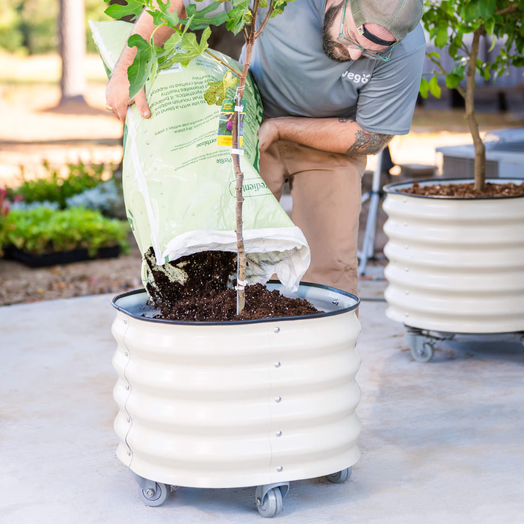 Vego Classic Rolling Citrus Tree Planter - 45 Gallon, 27" Dia