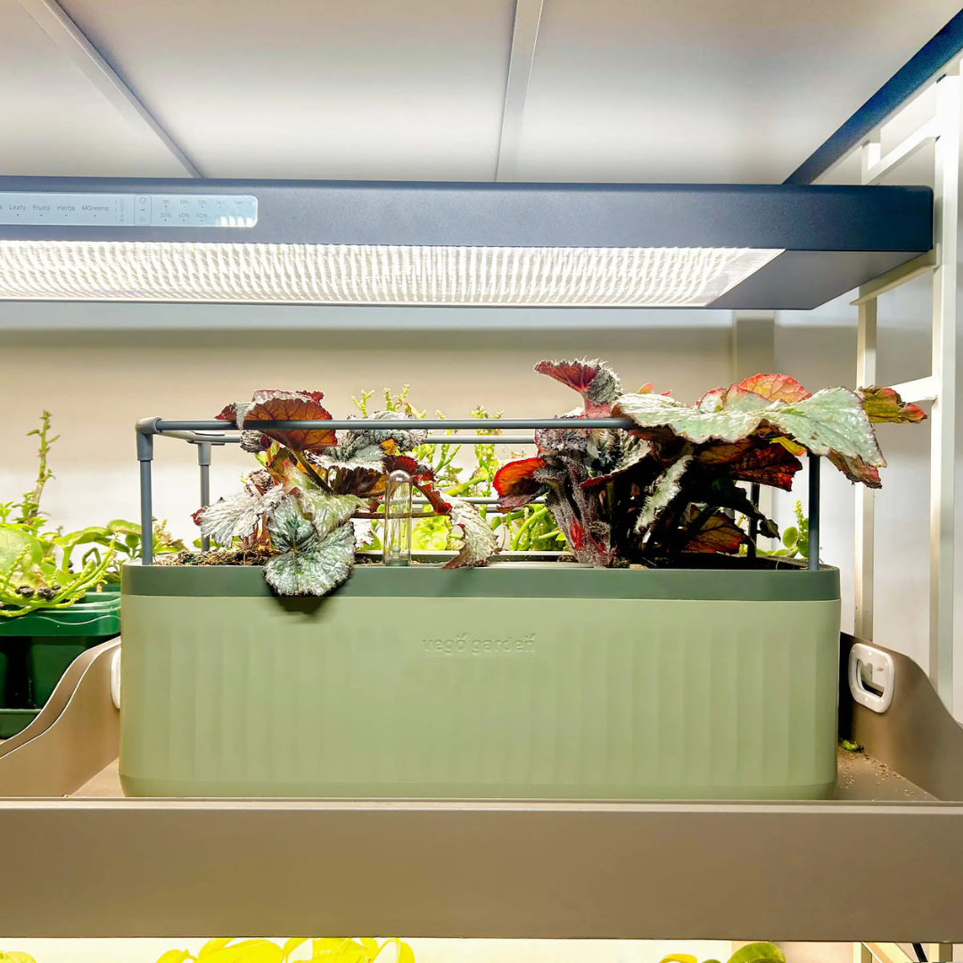 Vego EZ Self-Watering Herb Planter with Trellis Gen 2
