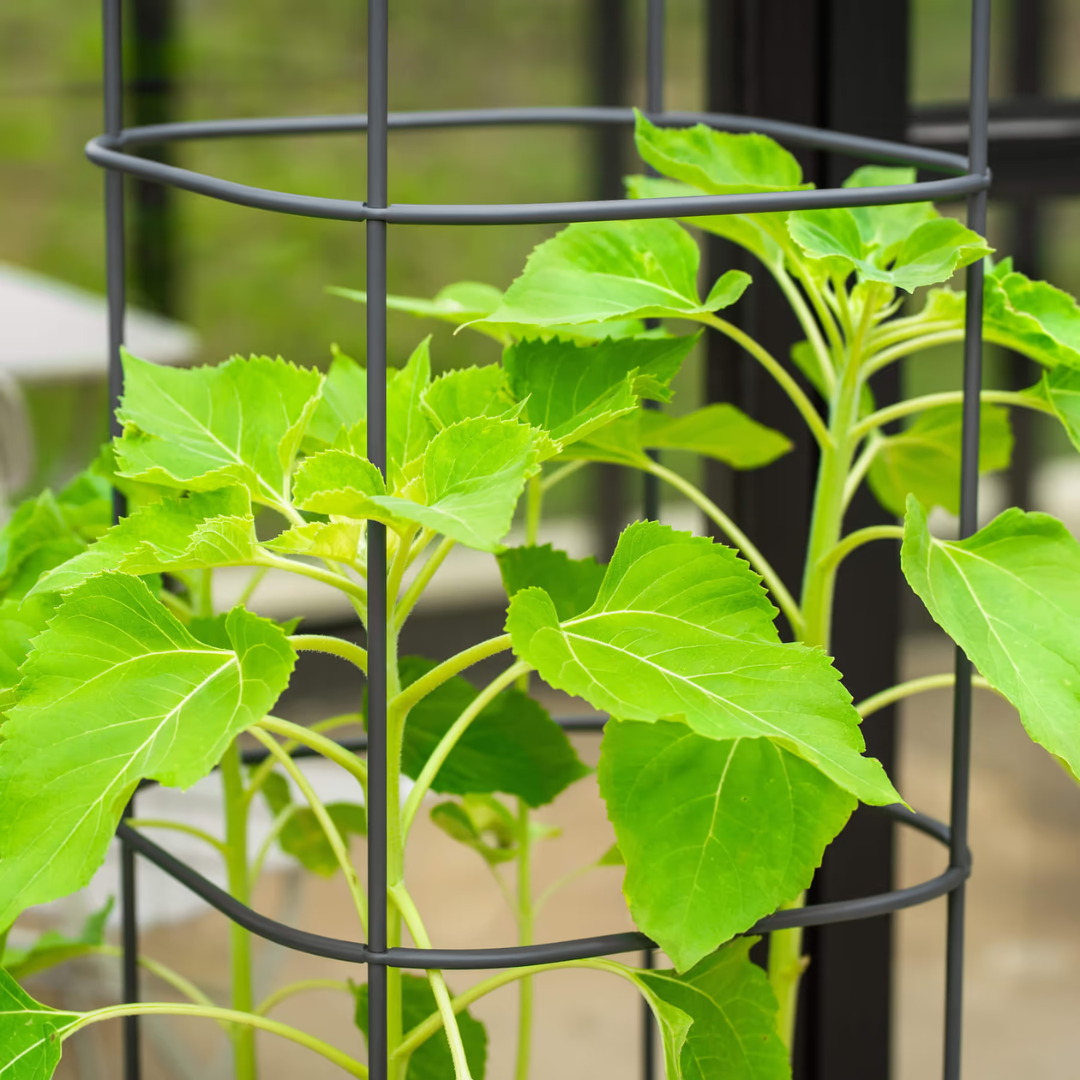 Vego EZ Self-Watering Tomato Planter with Trellis Gen 2