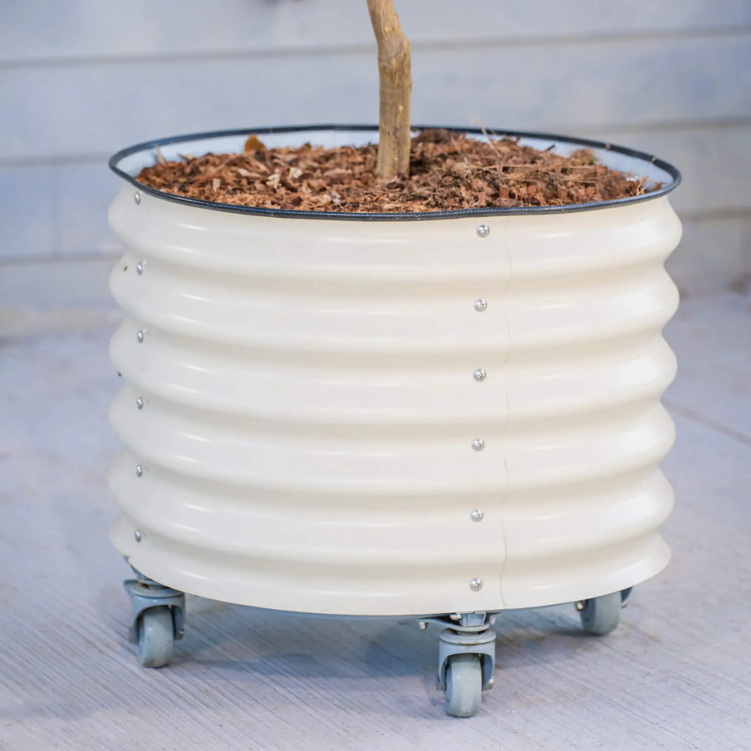 Vego Classic Rolling Citrus Tree Planter - 20 Gallon, 21" Dia.