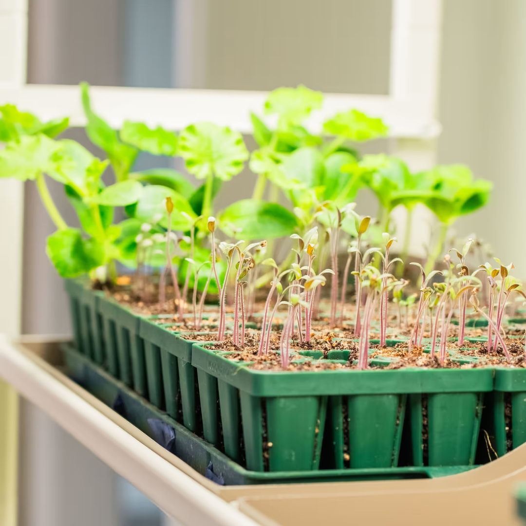 Vego 2 Tier Grow Light Garden
