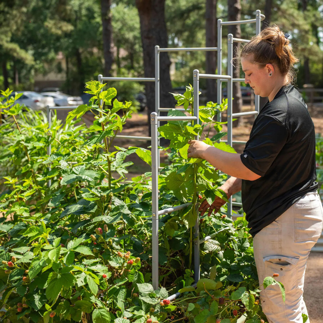Vego Wall Trellis System