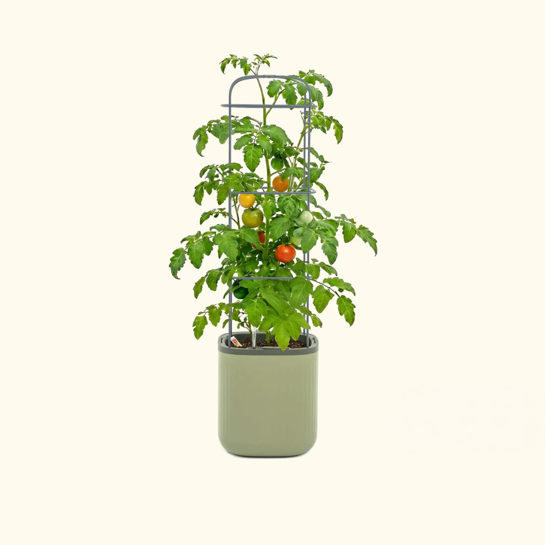 Vego EZ Self-Watering Tomato Planter with Trellis Gen 2