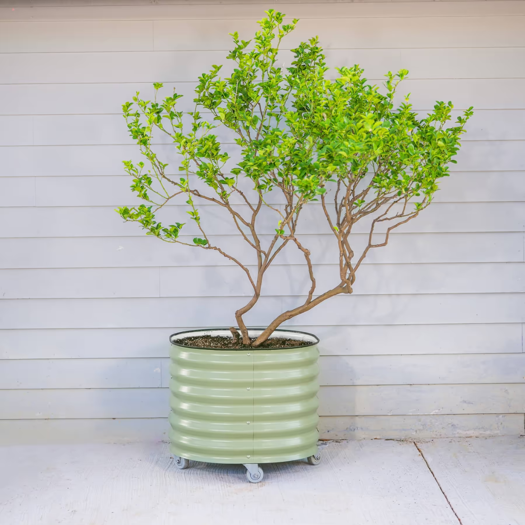 Vego Classic Rolling Citrus Tree Planter - 30 Gallon, 24" Dia.