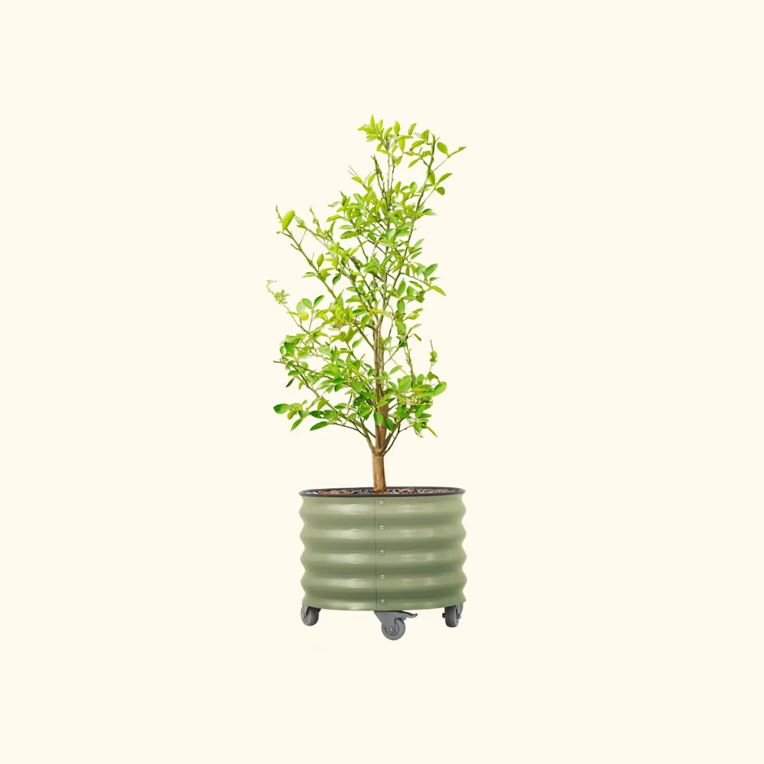 Vego Classic Rolling Citrus Tree Planter - 20 Gallon, 21" Dia.