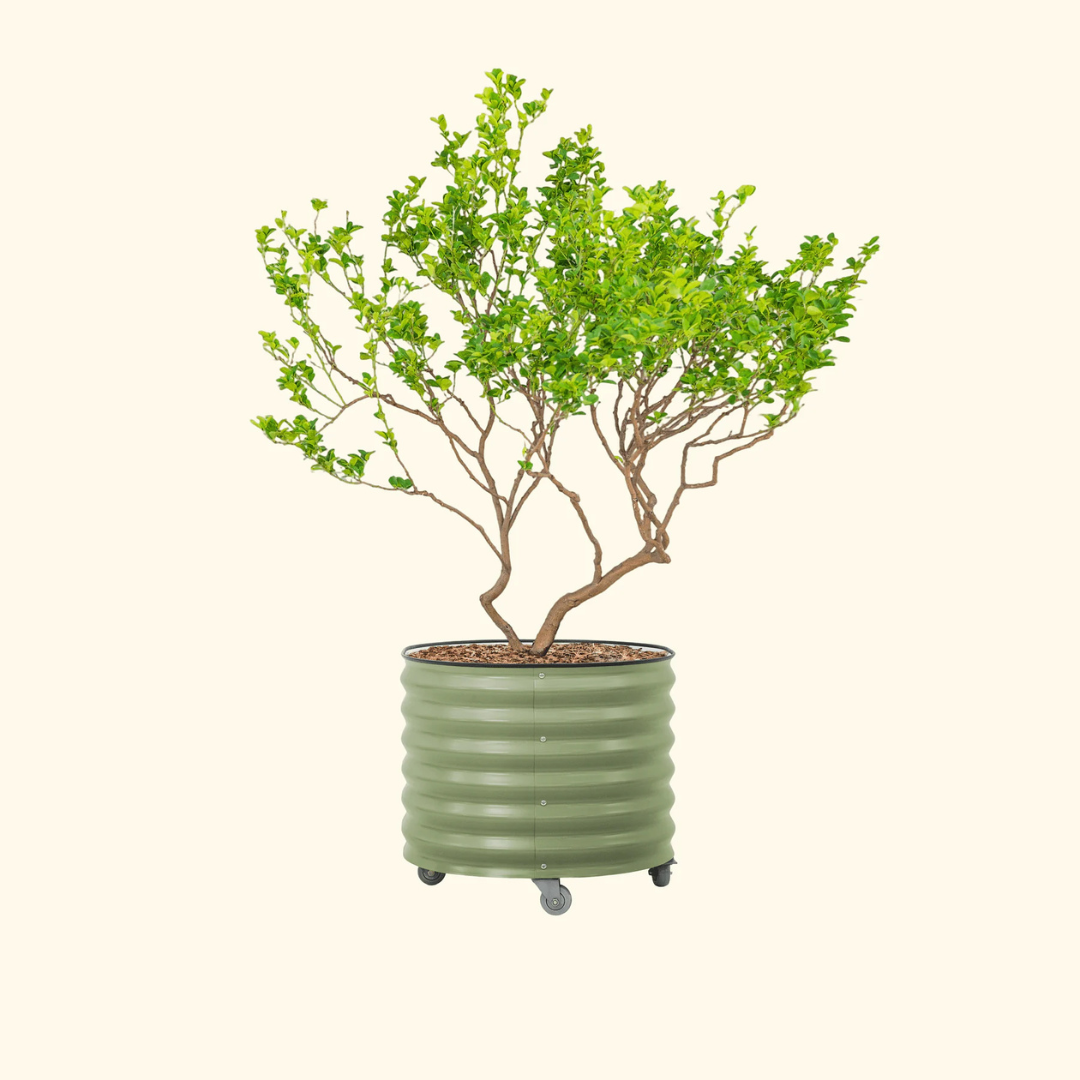 Vego Classic Rolling Citrus Tree Planter - 45 Gallon, 27" Dia