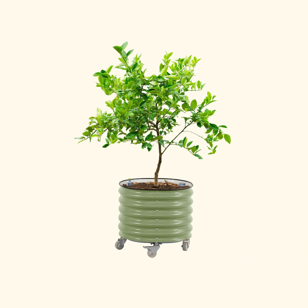 Vego Self-Watering Rolling Citrus Tree Planter 30 Gallon, 24" Dia. - Gen 3