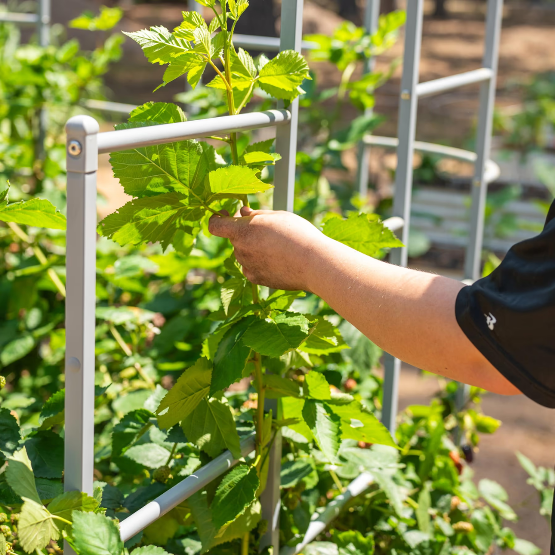 Vego Wall Trellis System