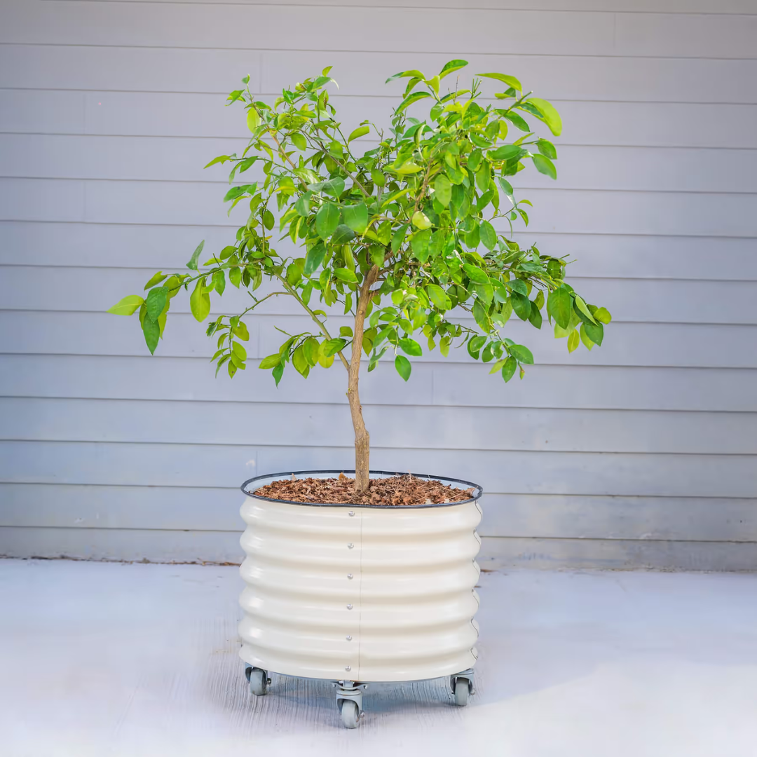 Vego Classic Rolling Citrus Tree Planter - 30 Gallon, 24" Dia.