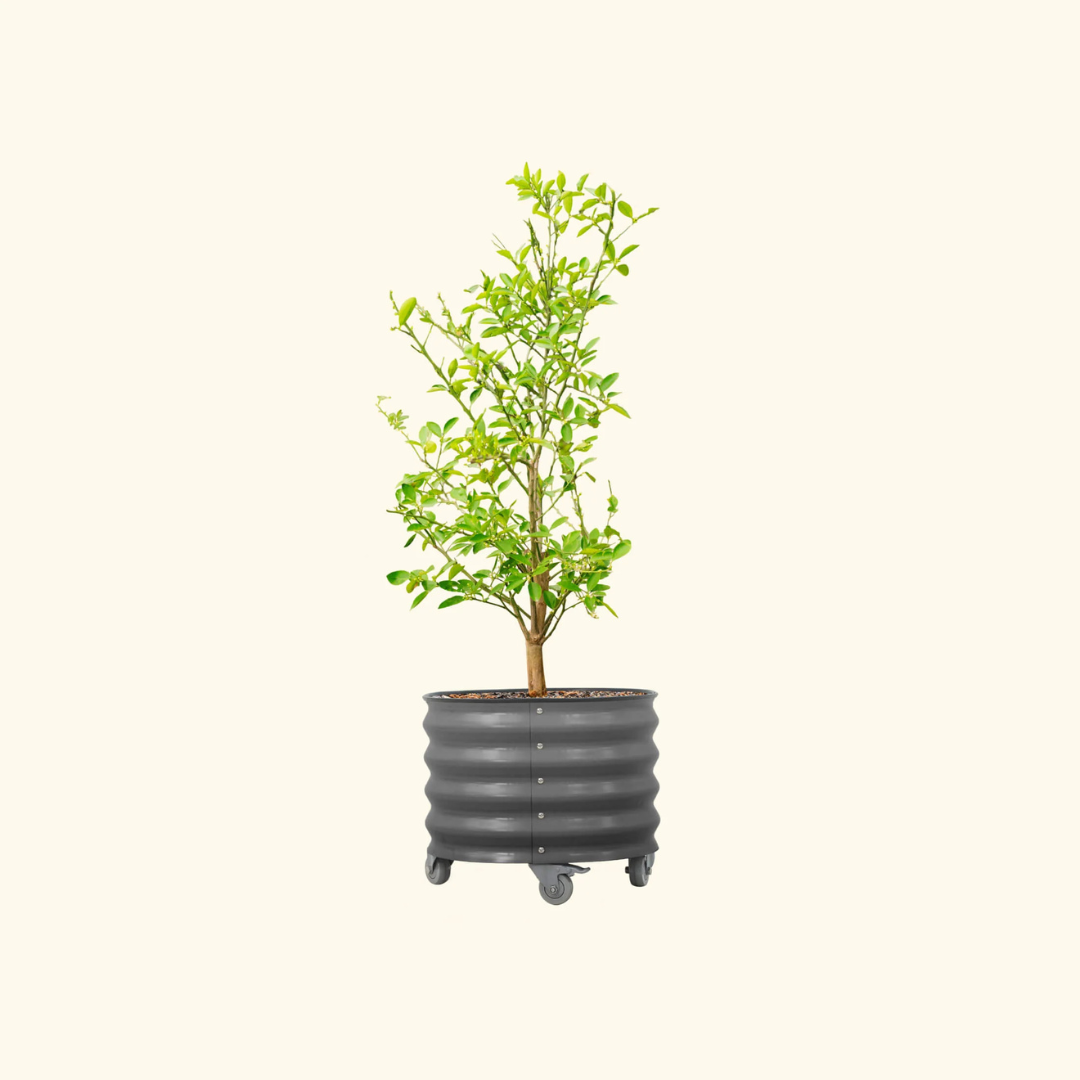 Vego Classic Rolling Citrus Tree Planter - 20 Gallon, 21" Dia.