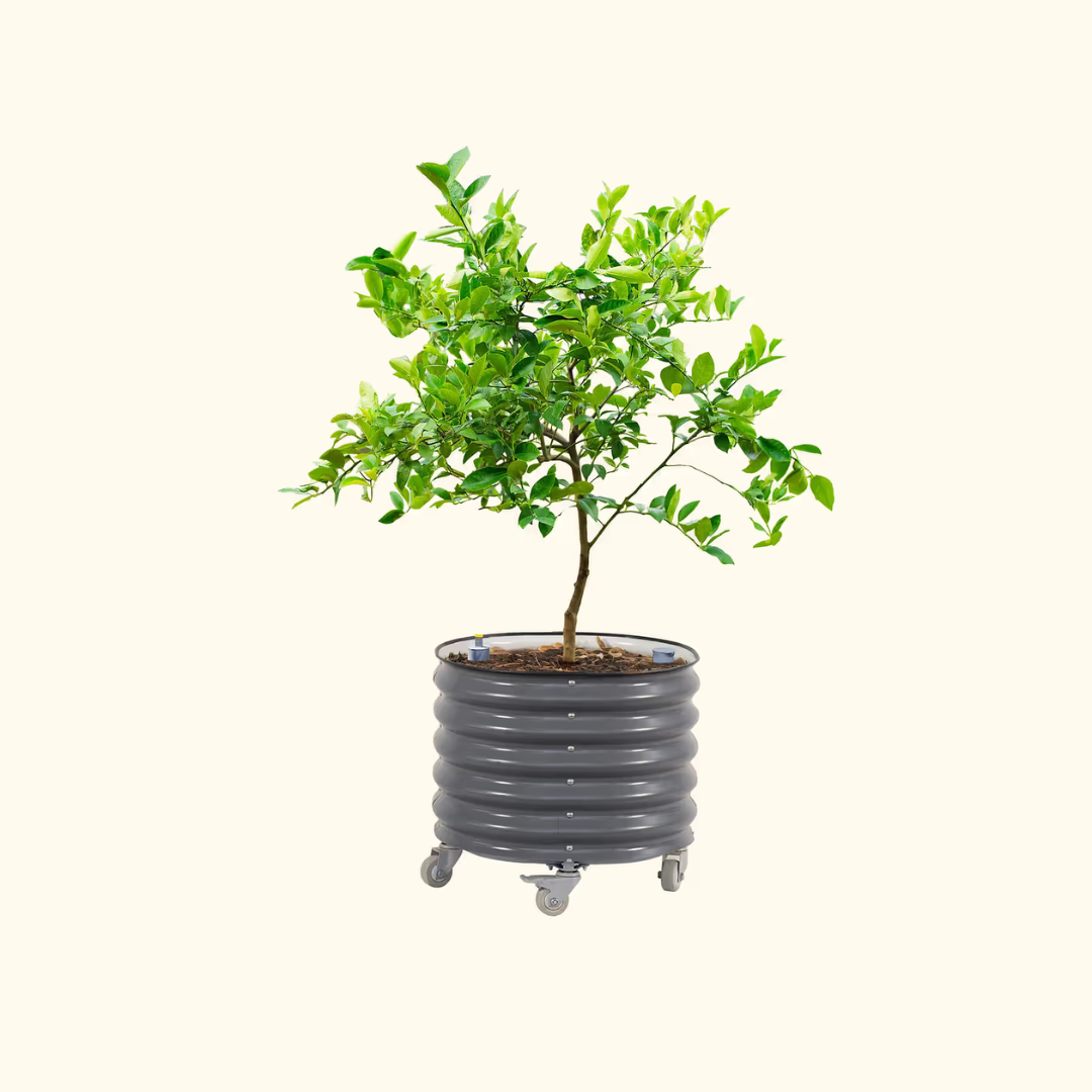 Vego Self-Watering Rolling Citrus Tree Planter 30 Gallon, 24" Dia. - Gen 3