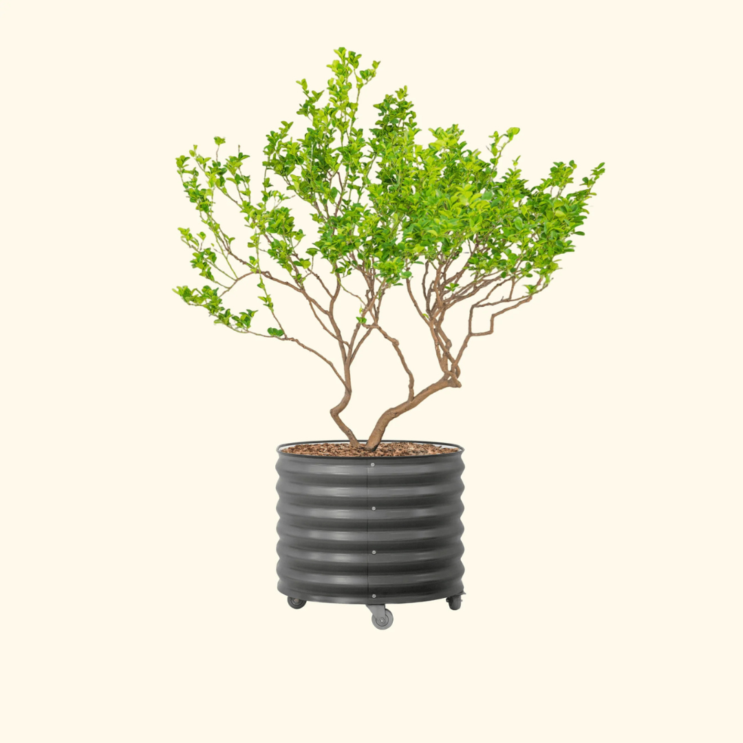 Vego Classic Rolling Citrus Tree Planter - 45 Gallon, 27" Dia