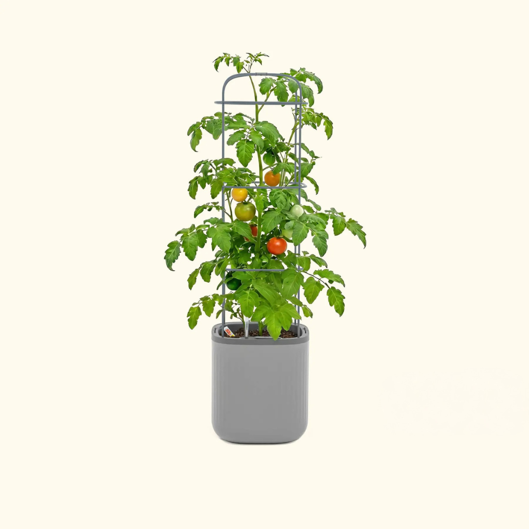 Vego EZ Self-Watering Tomato Planter with Trellis Gen 2