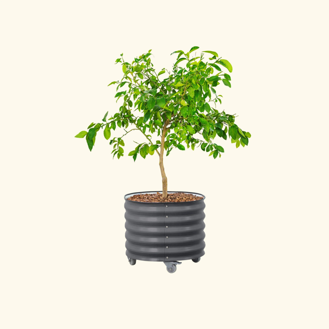 Vego Classic Rolling Citrus Tree Planter - 30 Gallon, 24" Dia.
