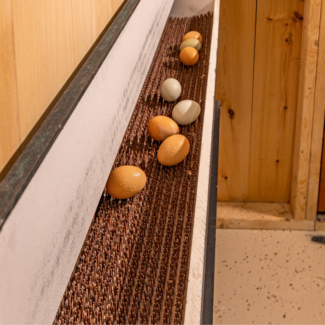 Bird in Hand 18×50 A-Frame Combination Chicken Coop