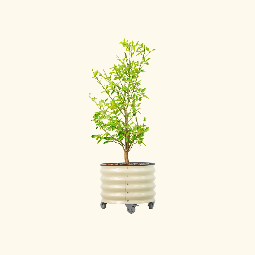 Vego Classic Rolling Citrus Tree Planter - 20 Gallon, 21" Dia.