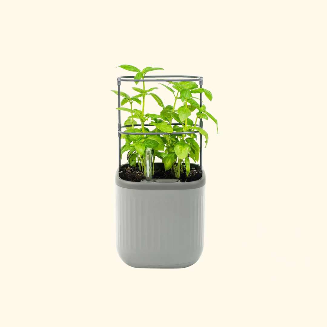 Vego EZ Self-Watering Mini Planter Pot with Trellis