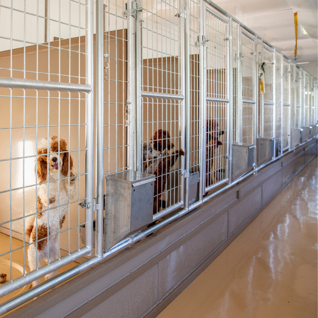 Bird in Hand 14×44 10-Run Commercial Kennel