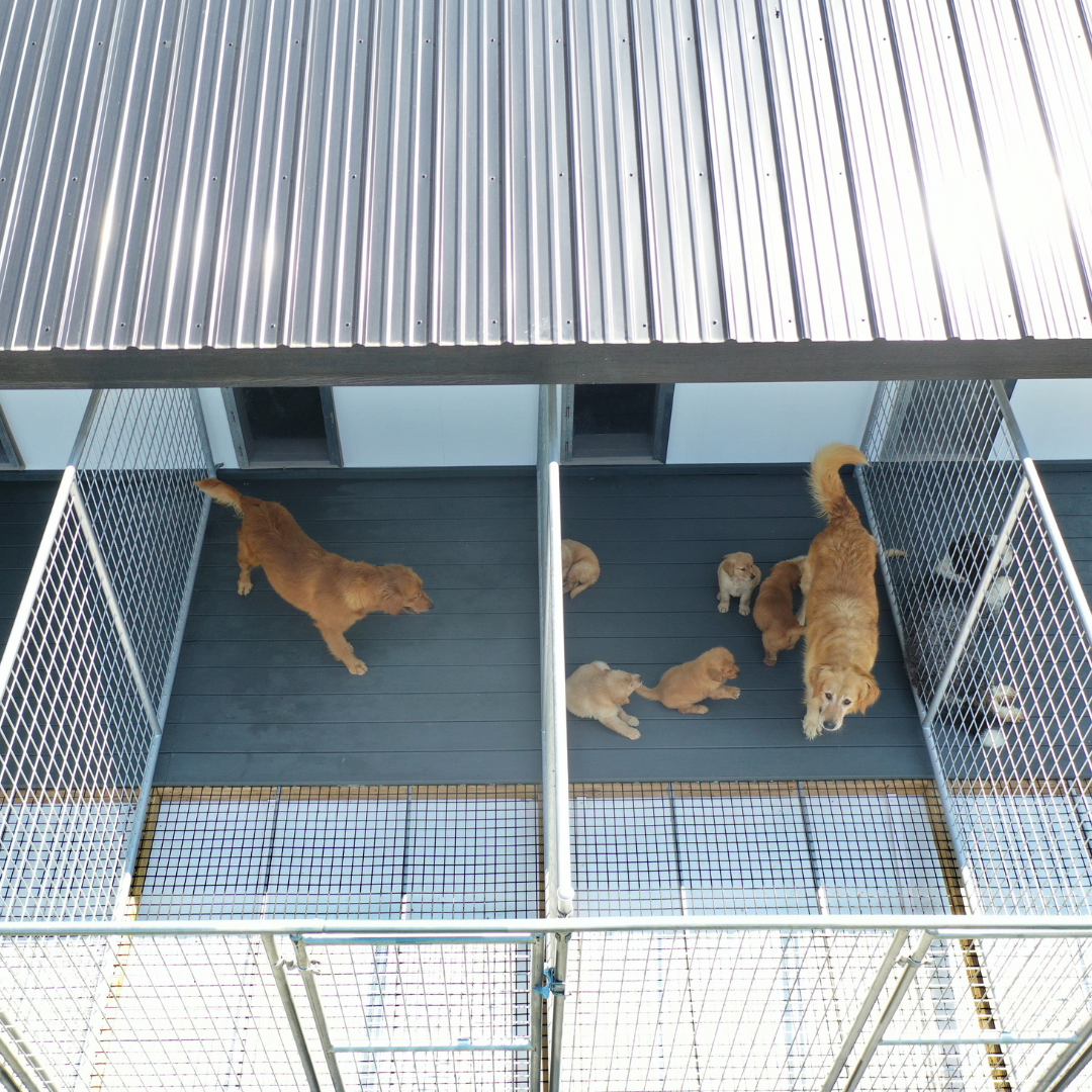 Bird in Hand 14×26 9-Run Commercial Kennel