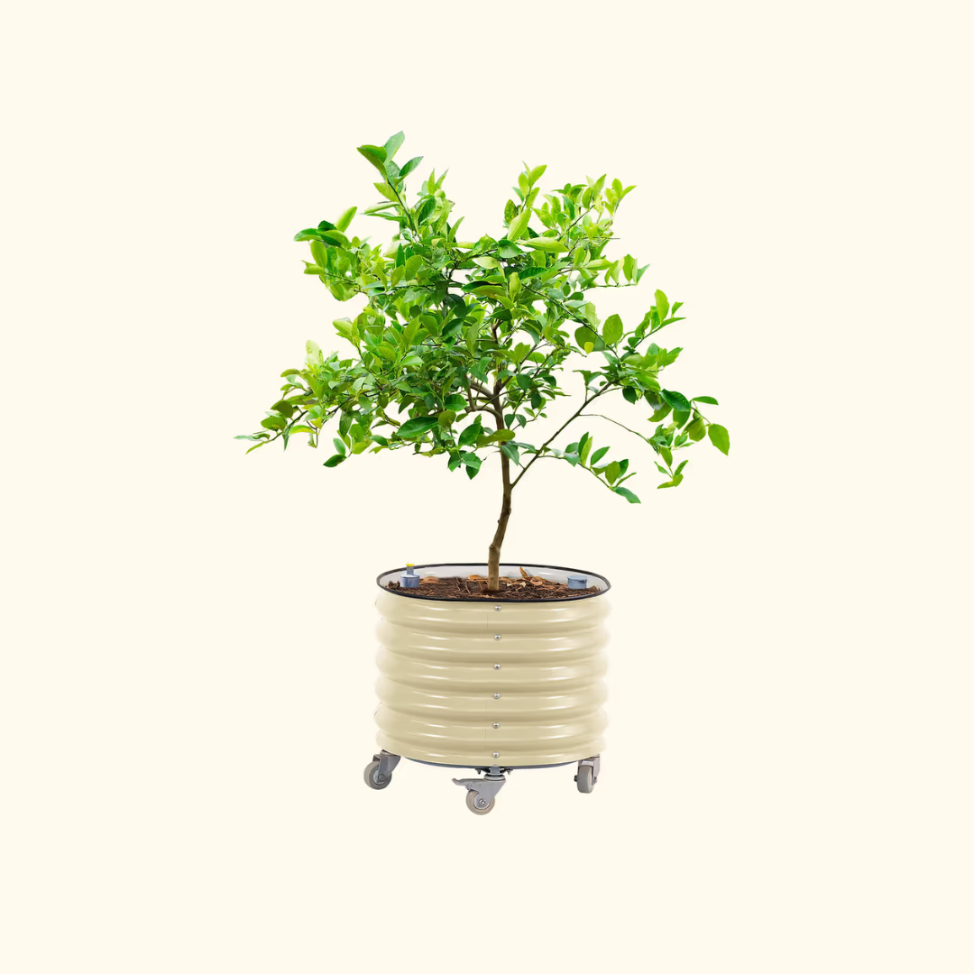 Vego Self-Watering Rolling Citrus Tree Planter 30 Gallon, 24" Dia. - Gen 3