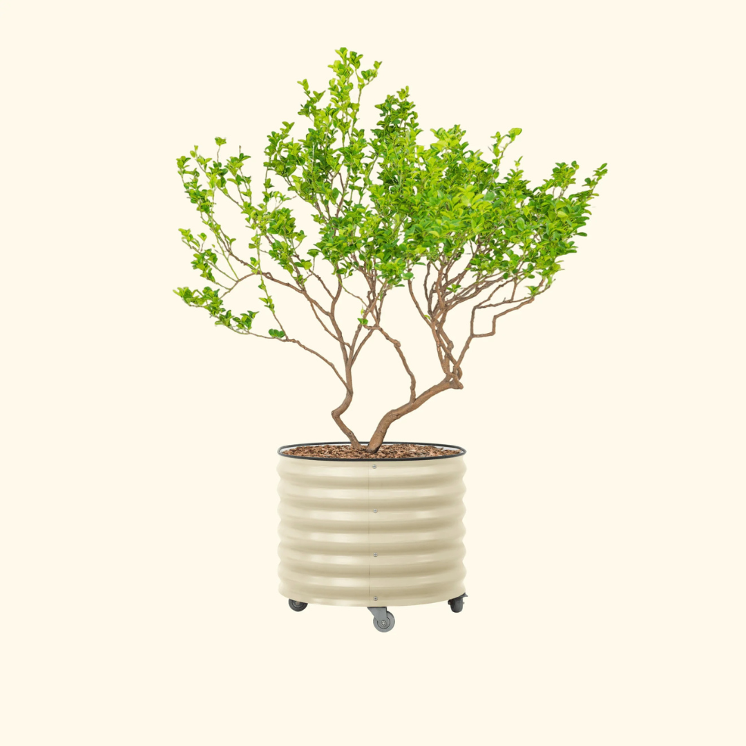 Vego Classic Rolling Citrus Tree Planter - 45 Gallon, 27" Dia
