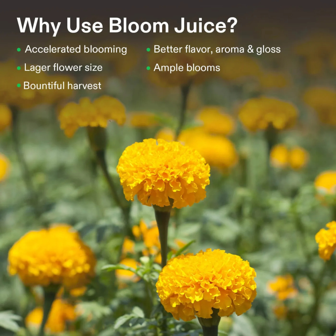 Vivosun Bloom Juice (0-6-4), Flowering Supplement Liquid Fertilizer for Flowering Stage, 8 Ounces