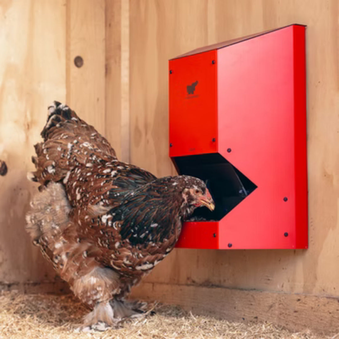 RUN-CHICKEN F80 Feeder