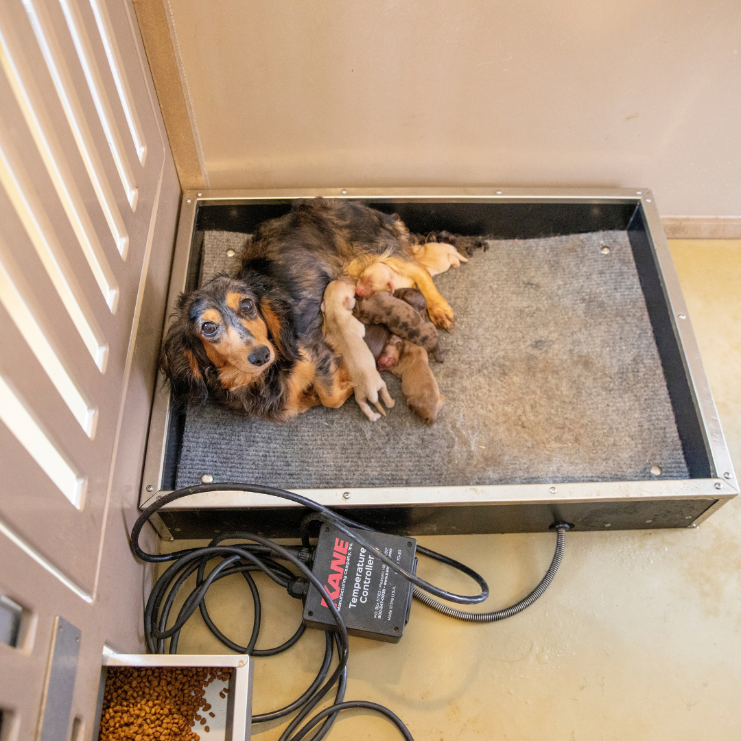 Bird in Hand 14×36 7-Run Commercial Kennel