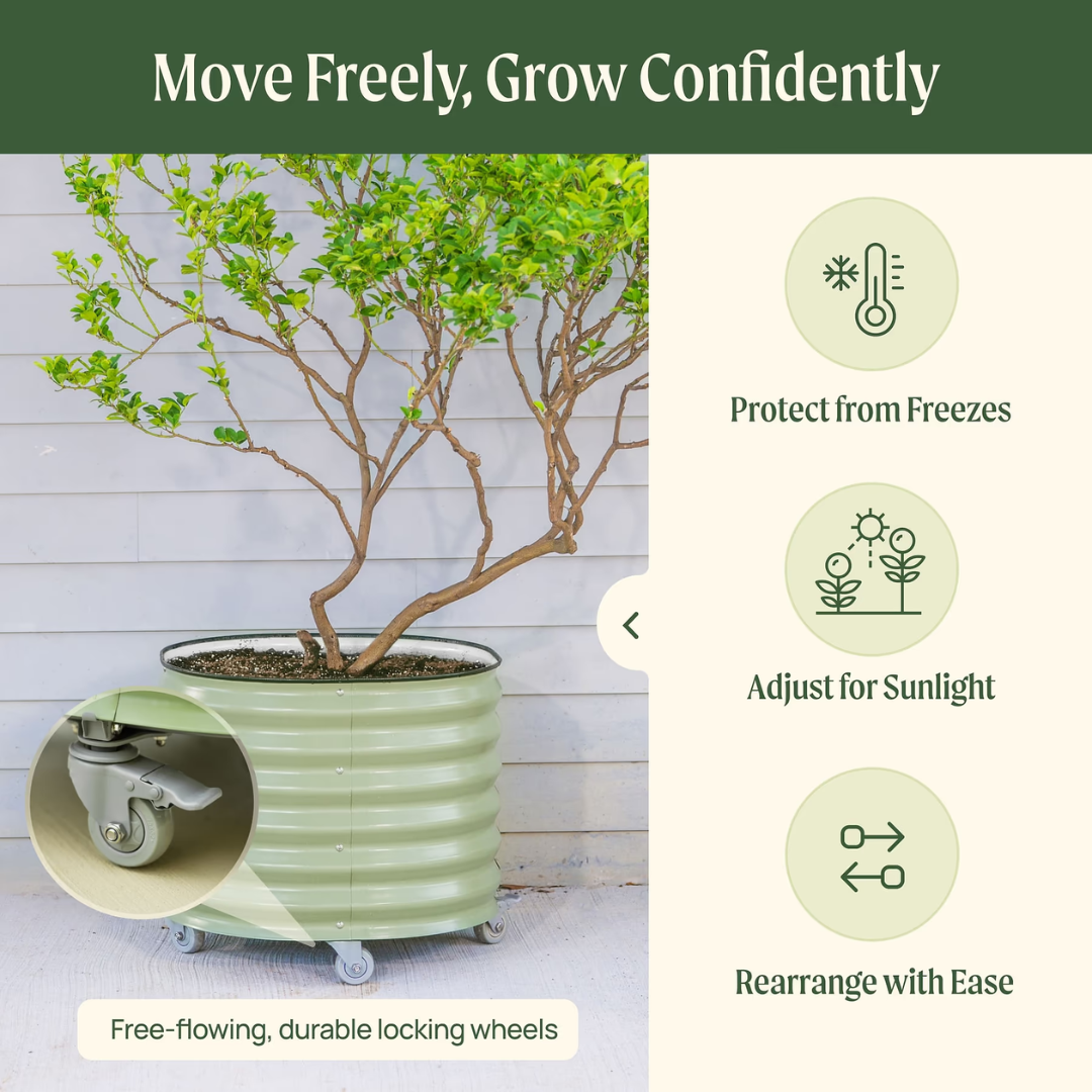 Vego Classic Rolling Citrus Tree Planter - 45 Gallon, 27" Dia