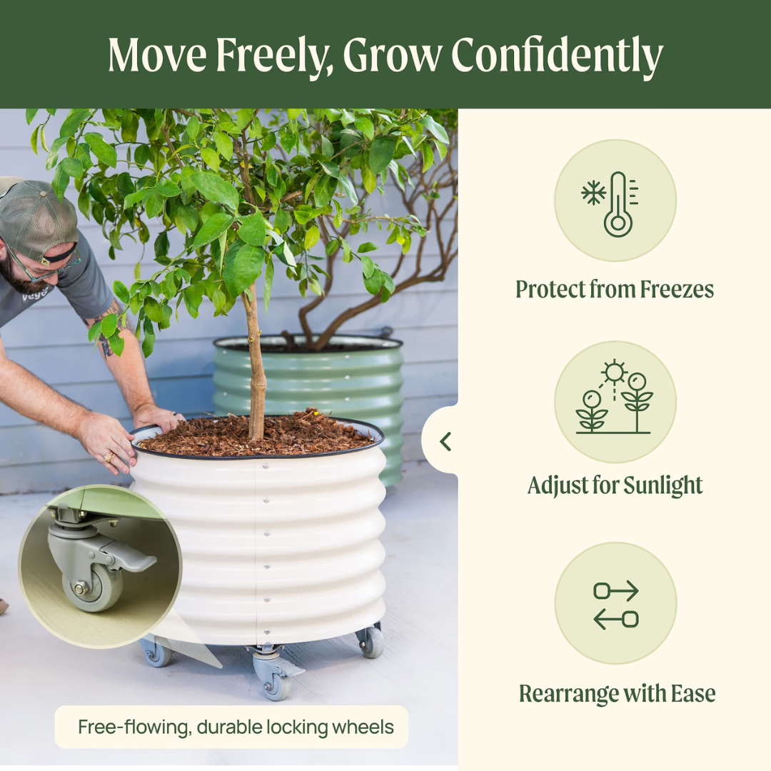 Vego Classic Rolling Citrus Tree Planter - 20 Gallon, 21" Dia.