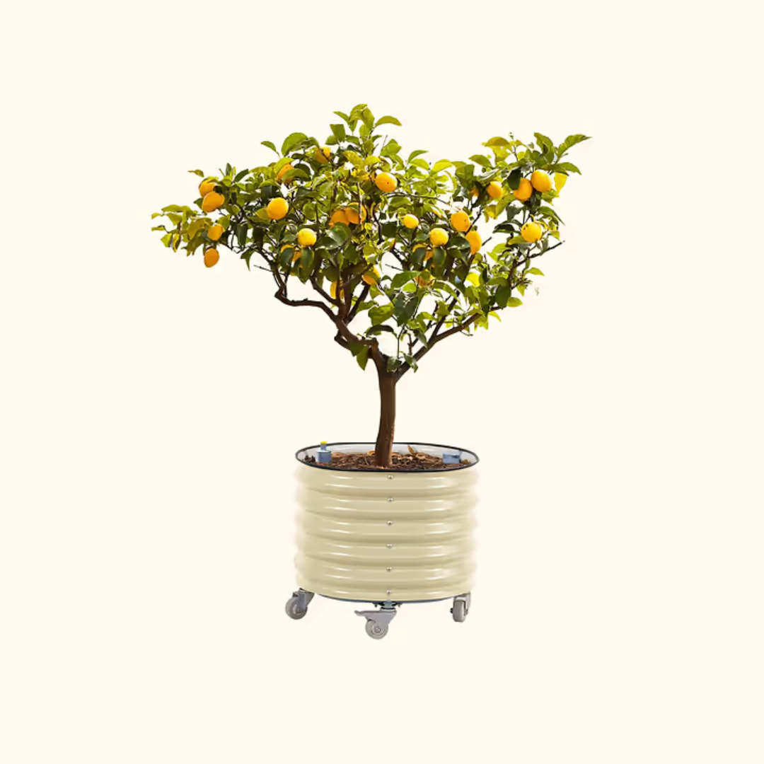 Vego Self-Watering Rolling Citrus Tree Planter 30 Gallon, 24" Dia. - Gen 3