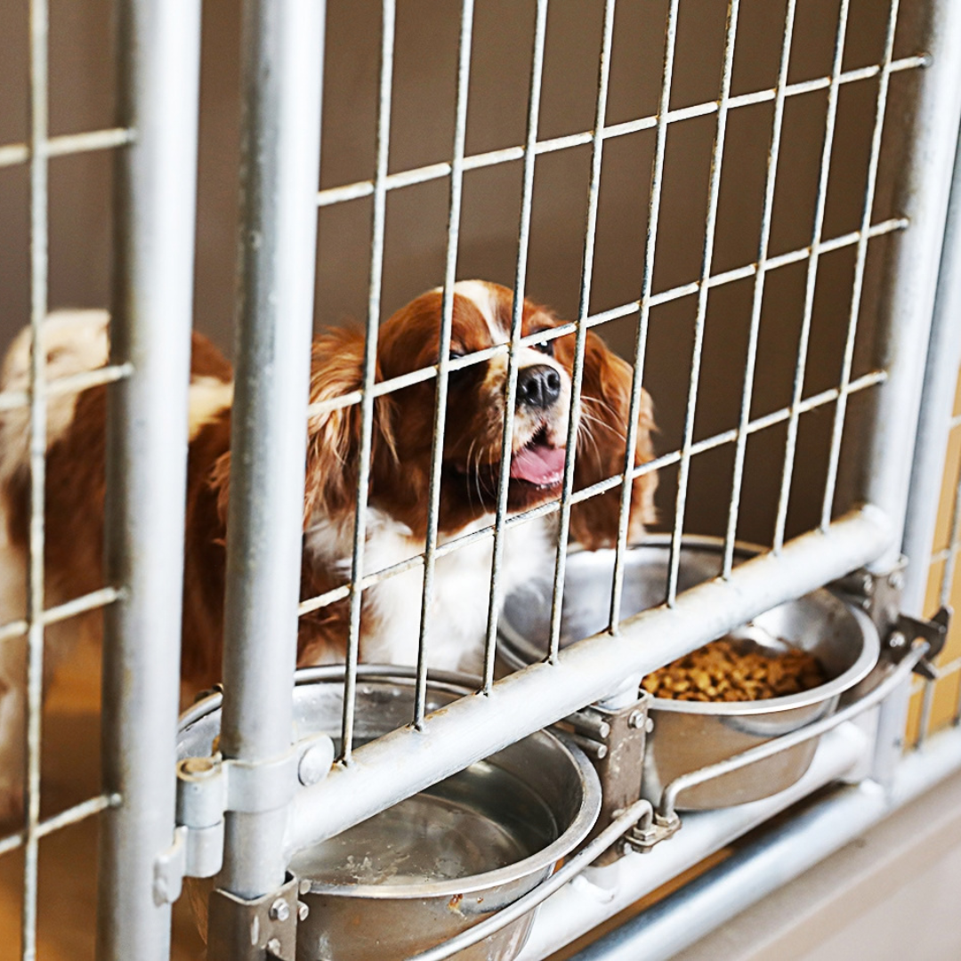 Bird in Hand 14×24 6-Run Commercial Kennel