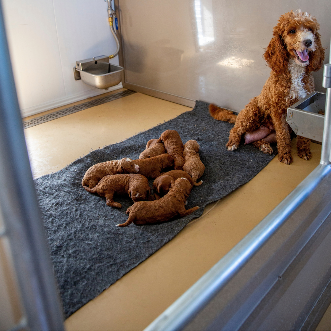 Bird in Hand 14×44 10-Run Commercial Kennel