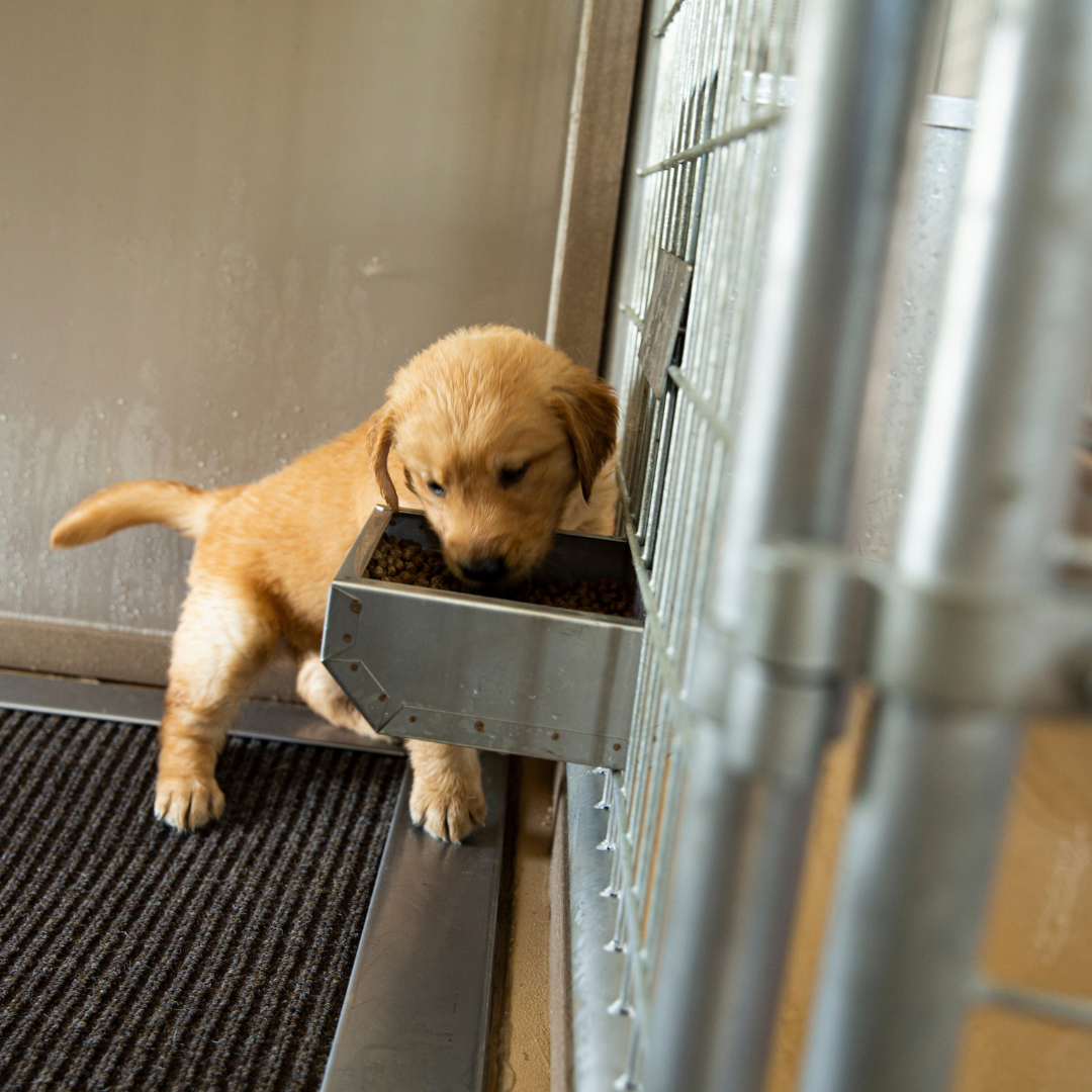 Bird in Hand 14×26 9-Run Commercial Kennel