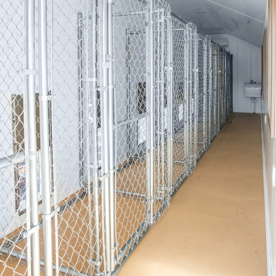 Bird in Hand 12×32 8-Run Commercial Kennel