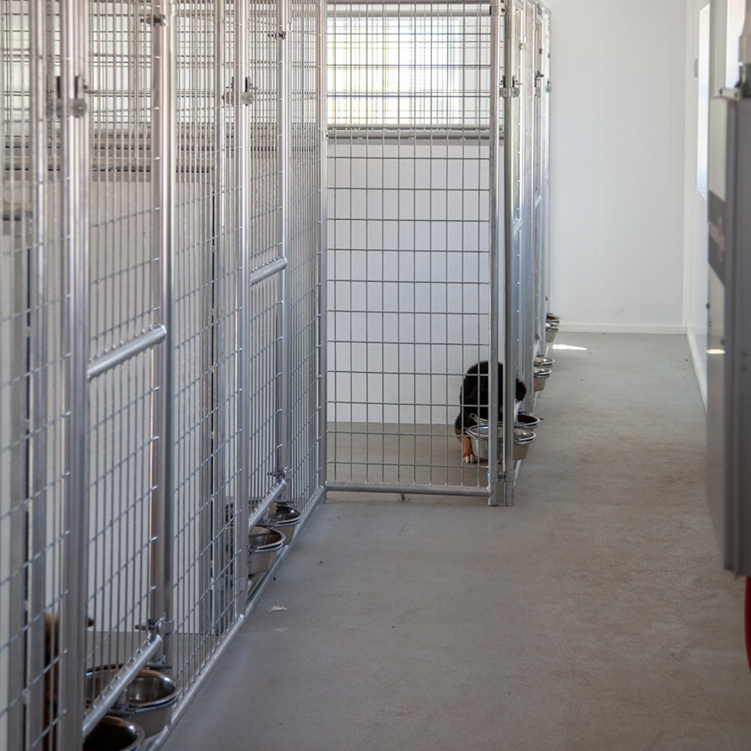 bird in hand 20×60 12-Run Commercial Kennel