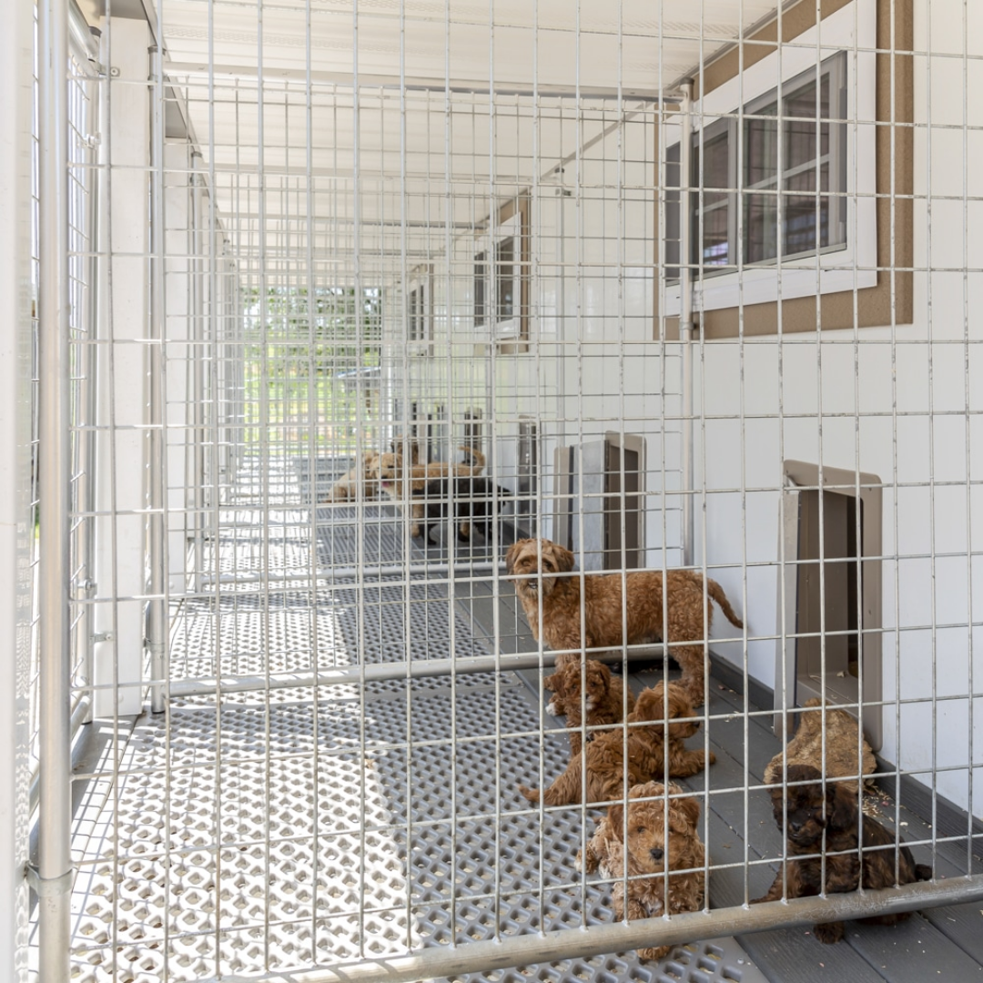 Bird in Hand 2″ x 4″ Welded Wire Dog Kennel Panels 2 Feet high