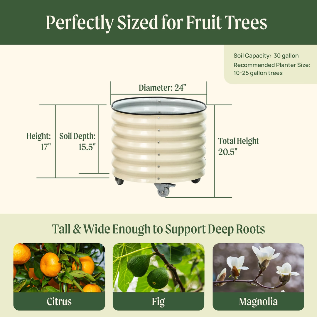 Vego Classic Rolling Citrus Tree Planter - 30 Gallon, 24" Dia.