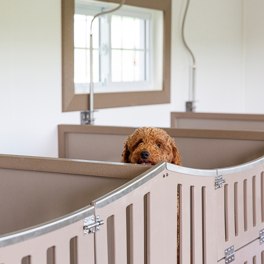 Bierd in Hand 14×28 7-Run Commercial Kennel