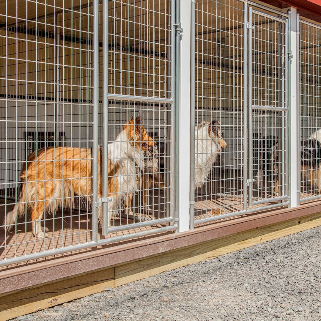 bird in hand 20×60 12-Run Commercial Kennel
