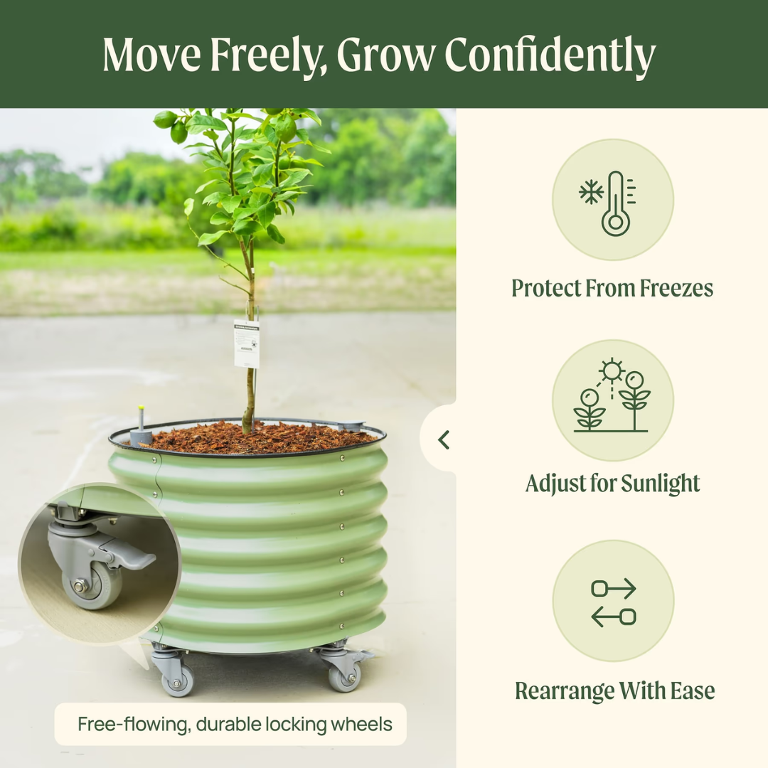 Vego Self-Watering Rolling Citrus Tree Planter 30 Gallon, 24" Dia. - Gen 3