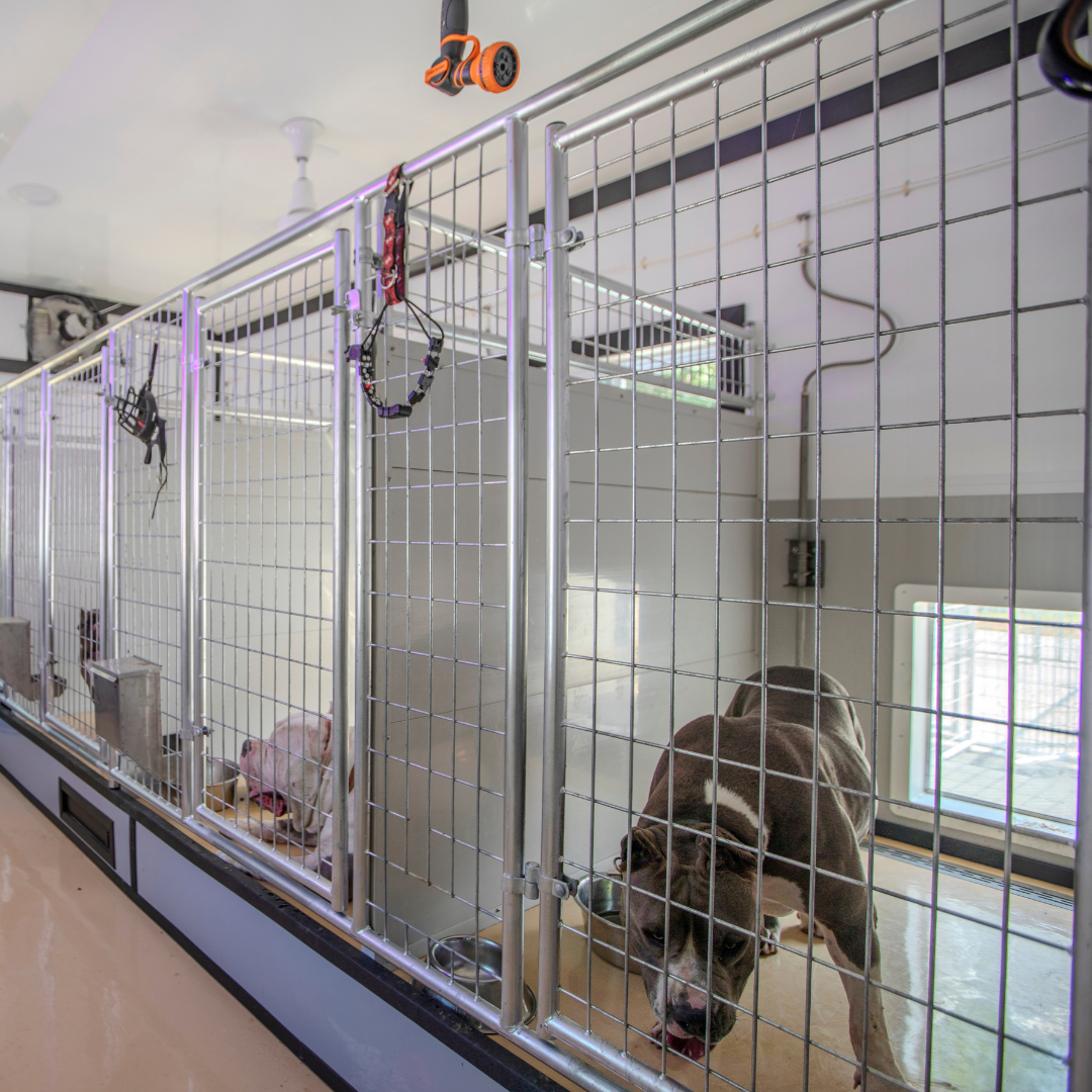 Bird in Hand 14×40 7-Run Commercial Kennel