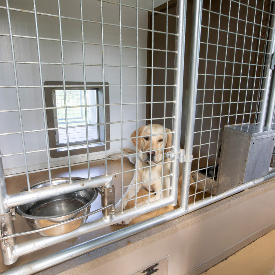 Bird in Hand 12×17 5-Run Commercial Kennel