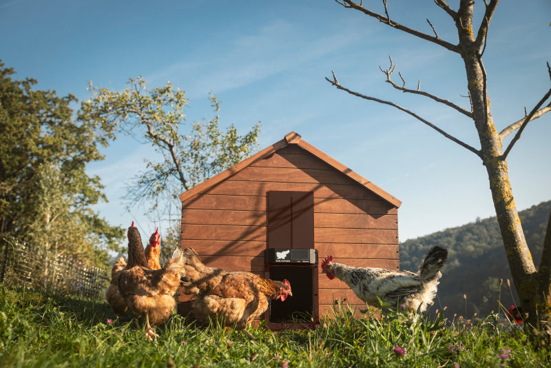 RUN-CHICKEN Eternal BT – Brown