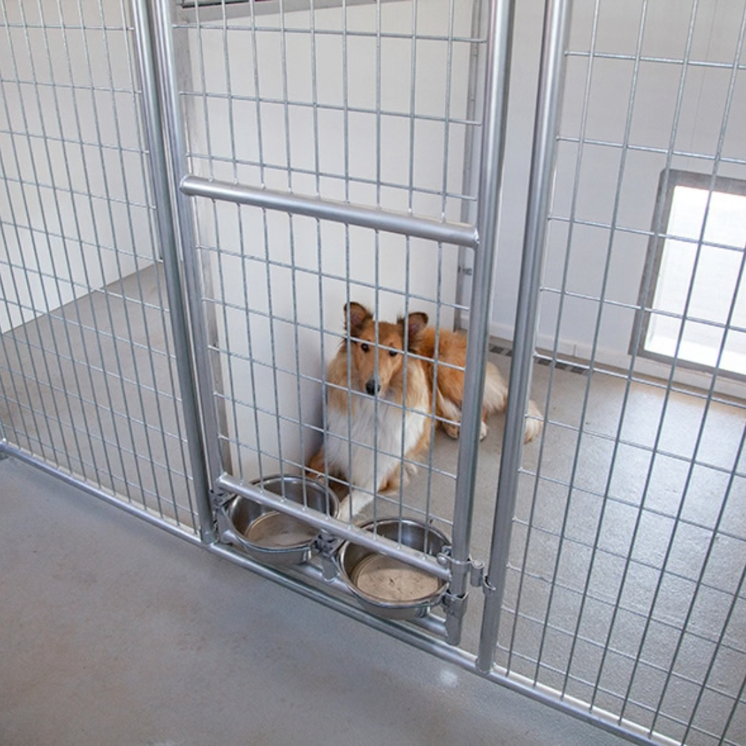 bird in hand 20×60 12-Run Commercial Kennel