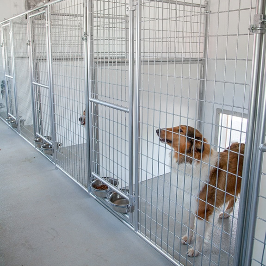 bird in hand 20×60 12-Run Commercial Kennel