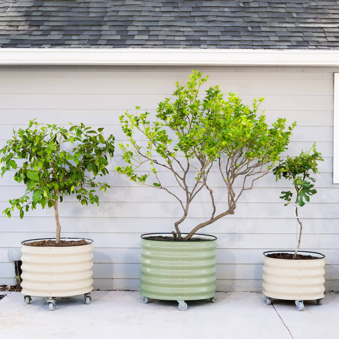 Vego Classic Rolling Citrus Tree Planter - 30 Gallon, 24" Dia.