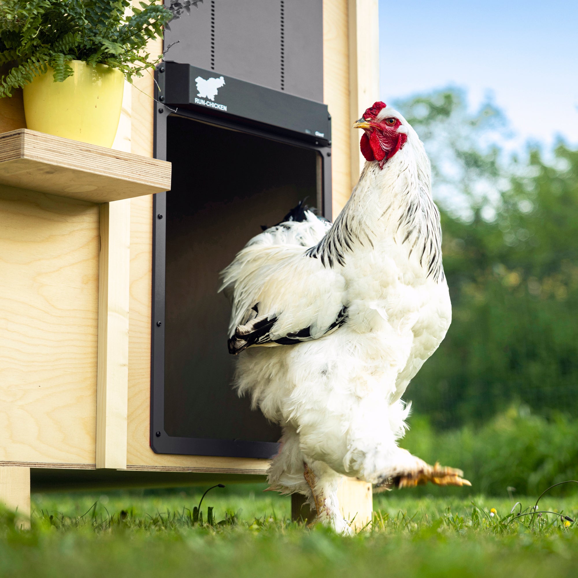 RUN-CHICKEN Giant - Grey