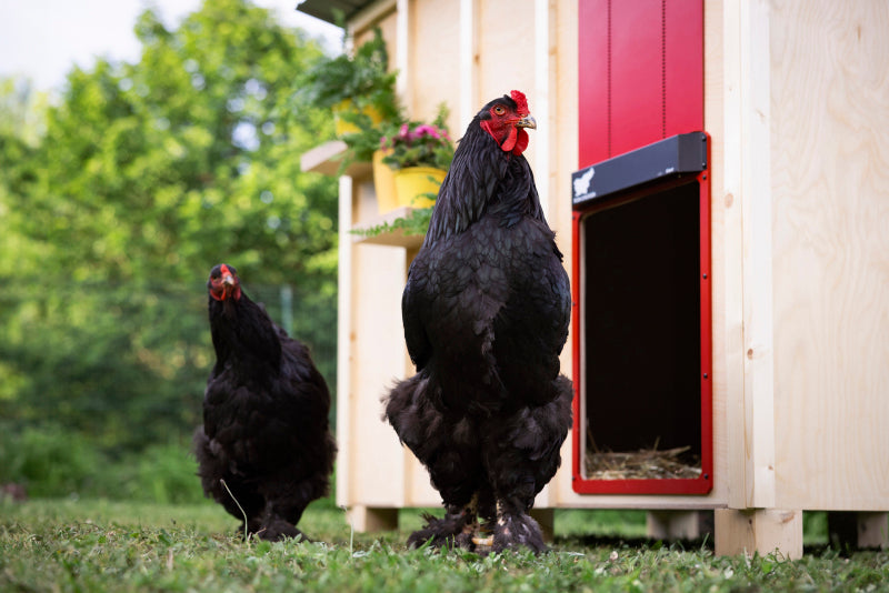 RUN-CHICKEN Giant - Red